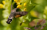Kolibrievlinder 09